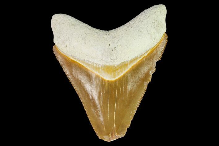 Serrated, Fossil Megalodon Tooth - Florida #108420
